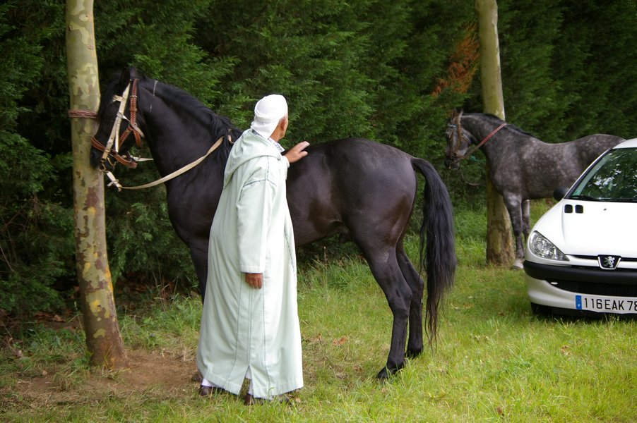 Les chevaux marocains: Les Chevaux Marocains 023